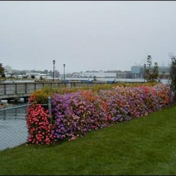 The “Flower Wall” In Bloom